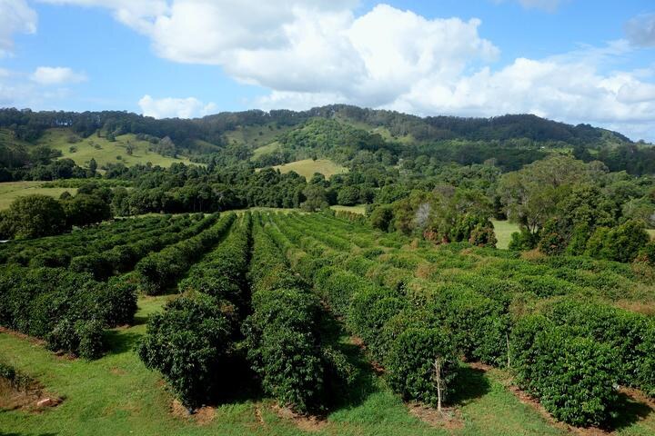Coffee growing in the green hills near Kin Kin